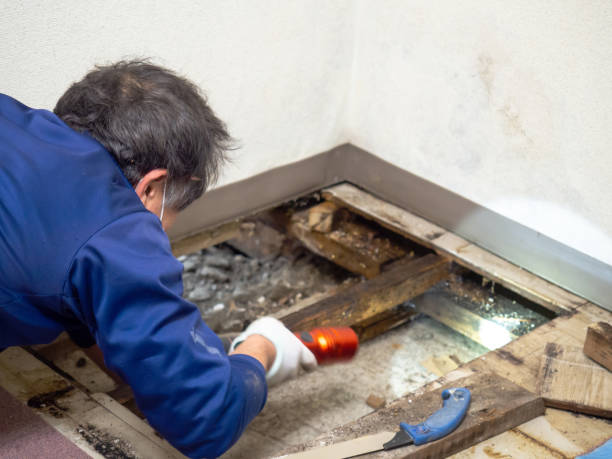 Best Mold Damage Repair  in Landmk, AR