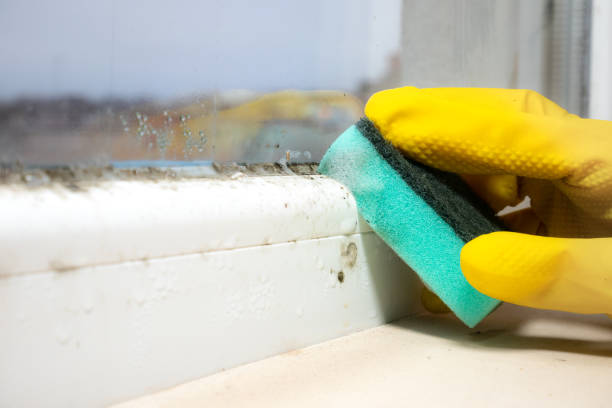 Best Toxic Mold Removal  in Landmk, AR