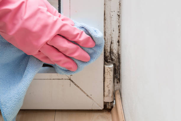 Best Fast Mold Removal  in Landmk, AR